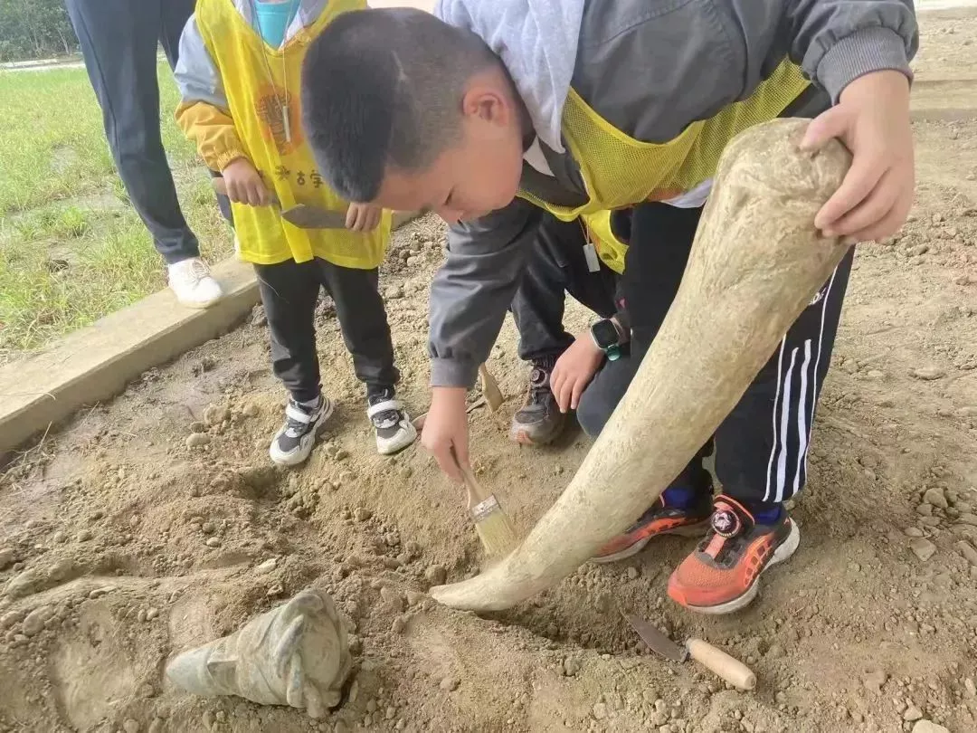 好大一根象牙啊！我挖到的