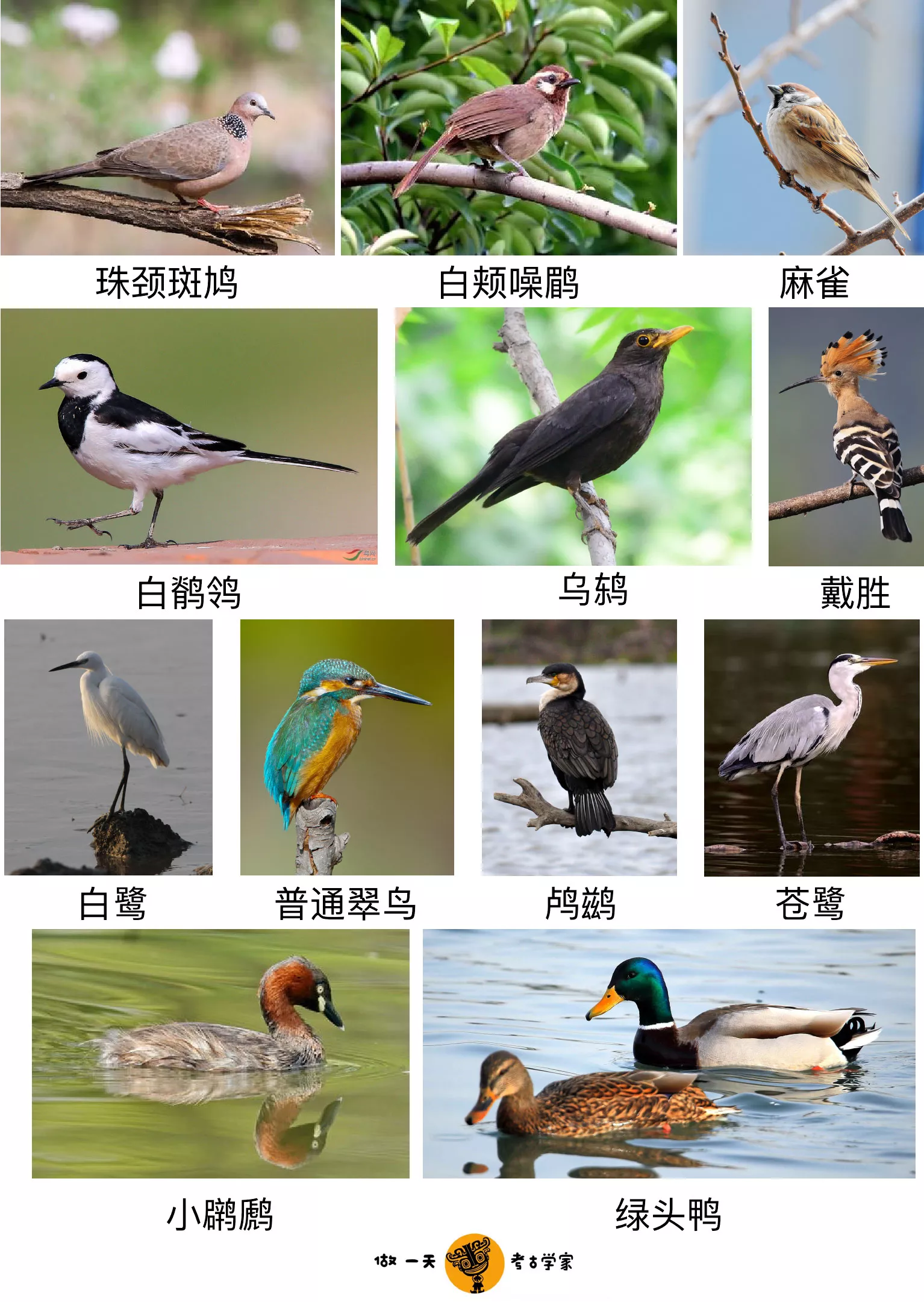三星堆遗址常见鸟类图鉴