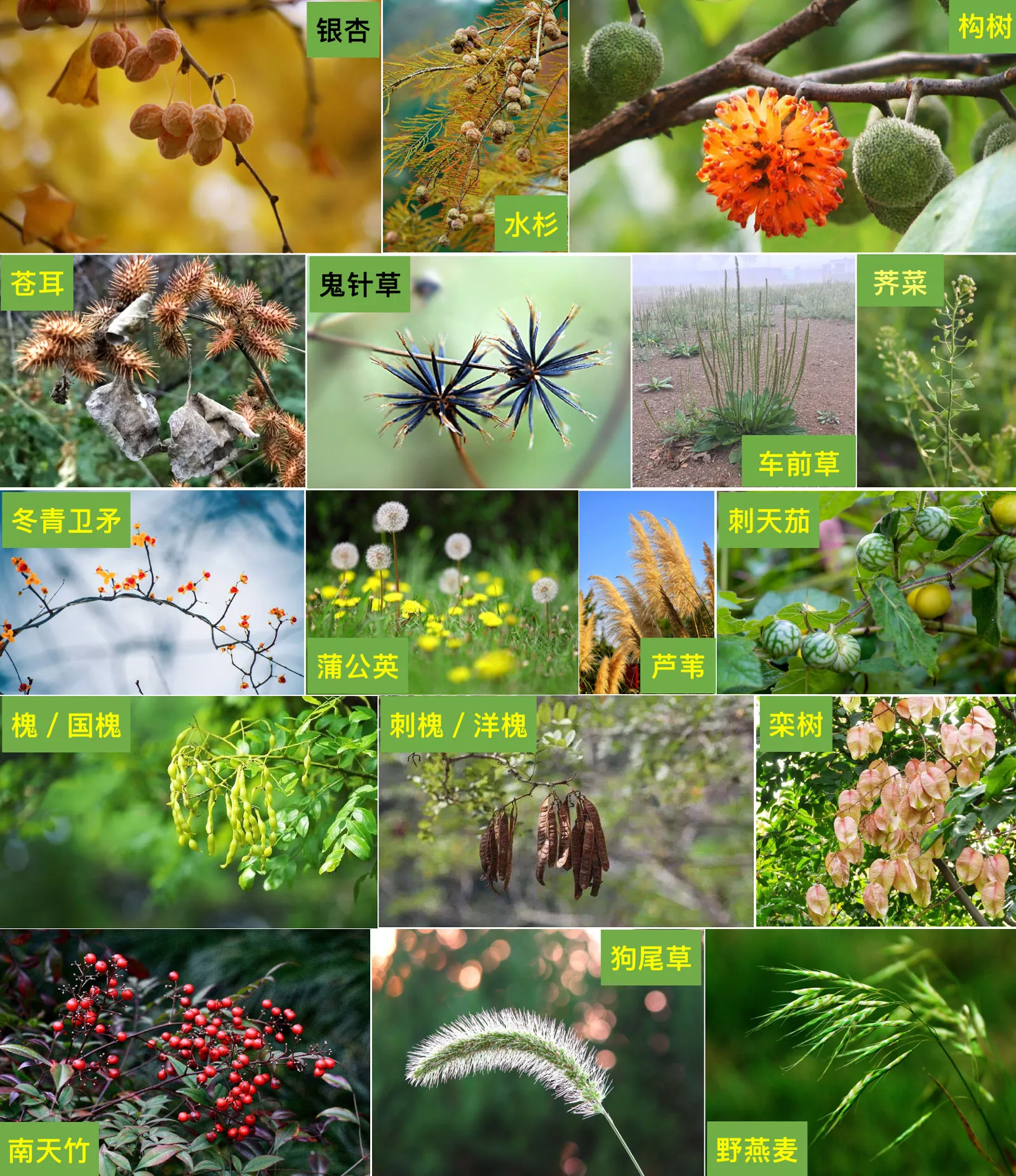 三星堆遗址常见植物图鉴