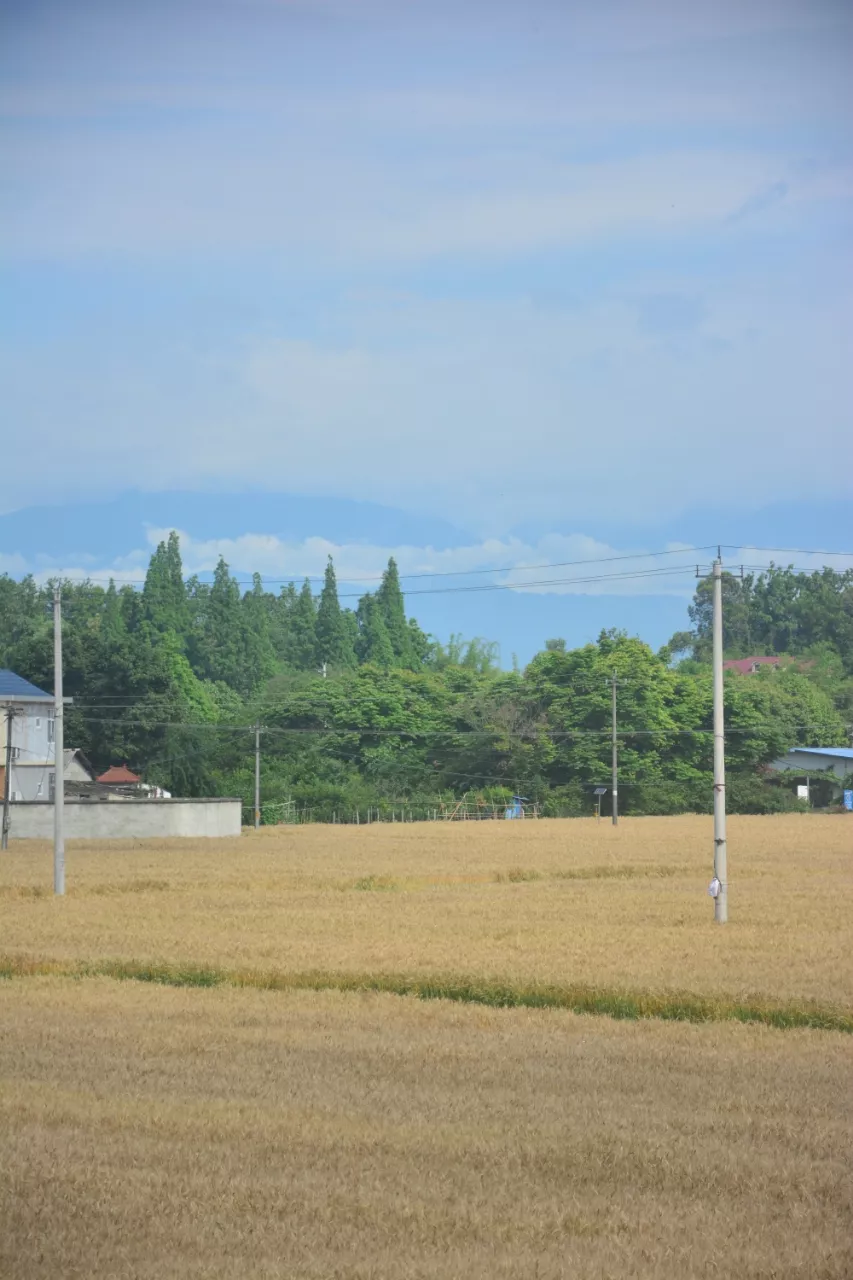 三星堆遗址区的麦田