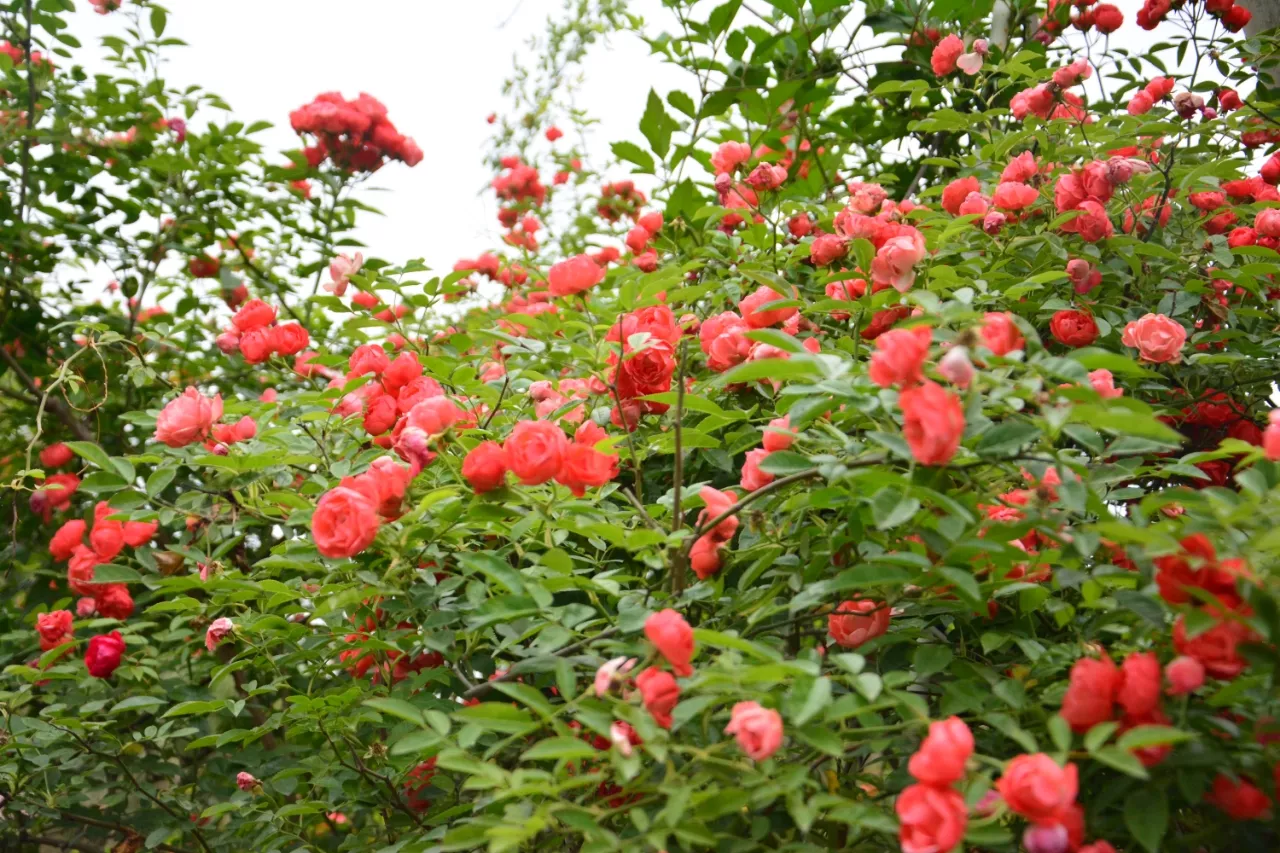 基地围墙边的花儿