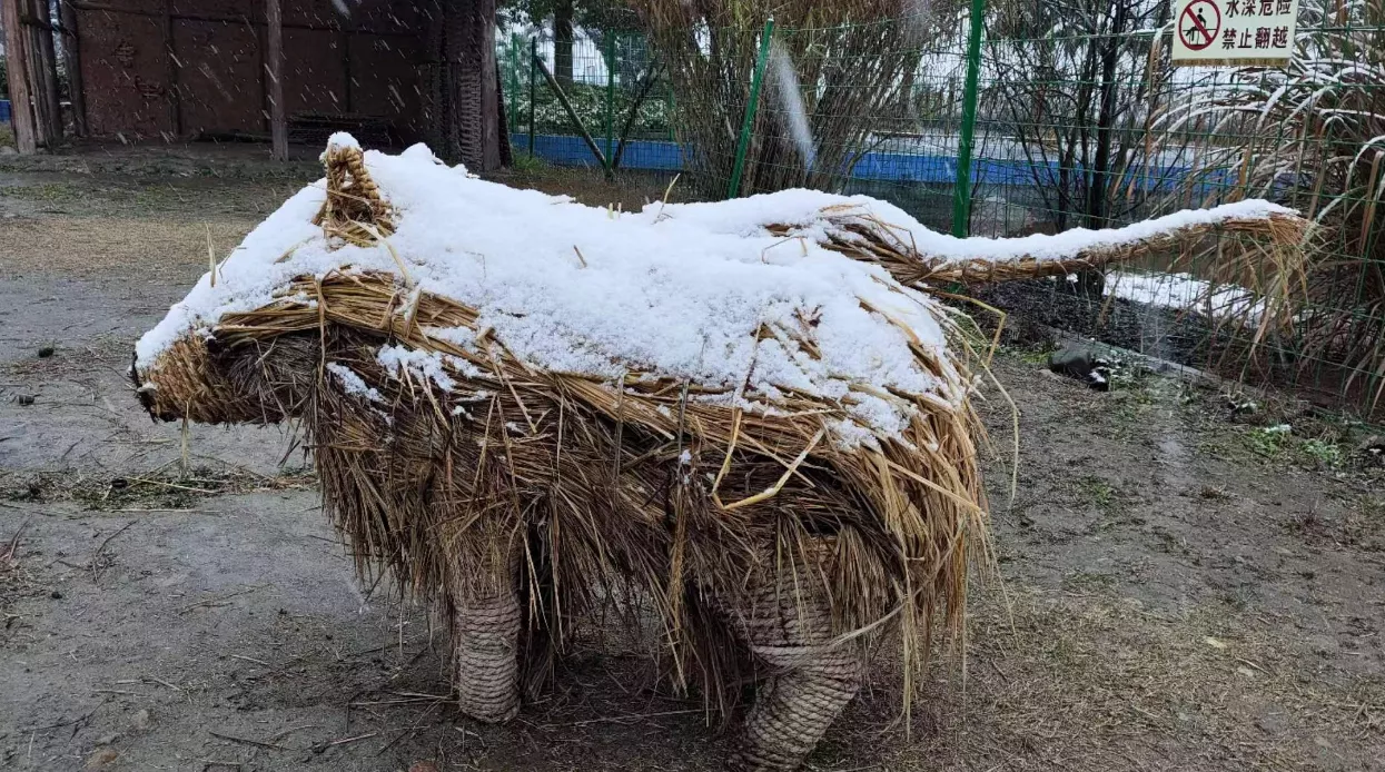 稻草野猪披上了一层白雪